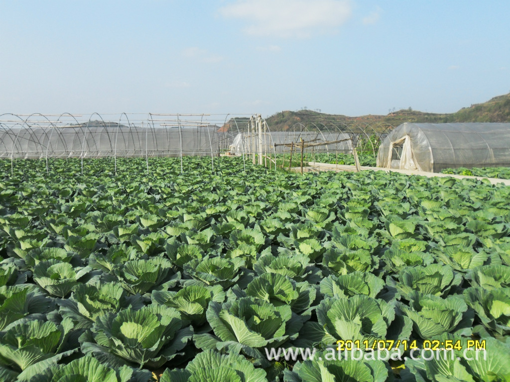 【重庆市潼南县无公害蔬菜基地出售韩国大白菜