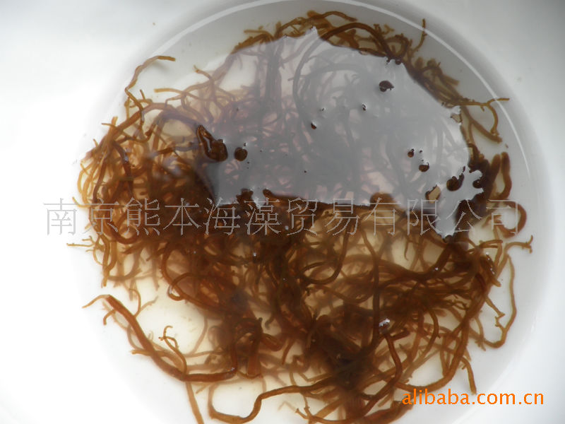 【冲绳产海发菜,mozuku,水云,海蕴】