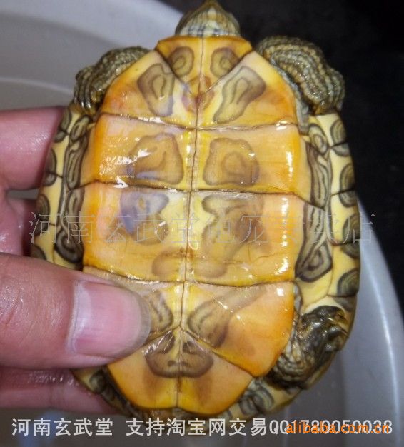 黄金巴西龟红耳龟水龟小乌龟宠物龟全国发货包
