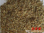 批发菊花种子,野菊花种子,甘野菊种子等