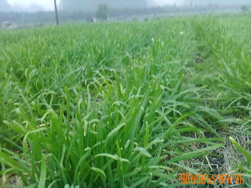 【优质无公害韭菜.韭菜.优质韭菜】价格,厂家,图