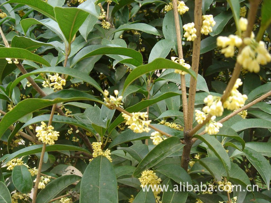 湖南衡阳渣江名贵树种花卉特色农产品种植场图