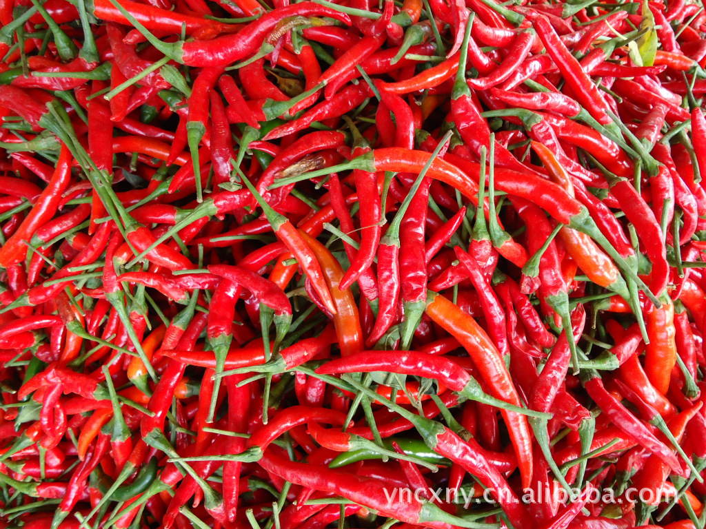 建水朝天椒图片,建水朝天椒图片大全,李建良