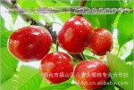 供大樱桃美早树苗:有2年,3年,4年,5年,6年的树苗