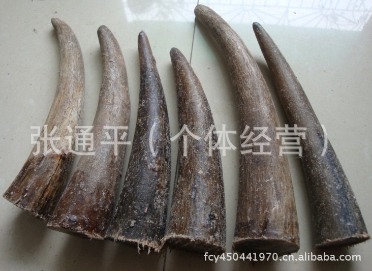 非洲牦牛角尖原料 烟嘴 牛角佛珠手链 印章原材料  下图为黑水牛角尖