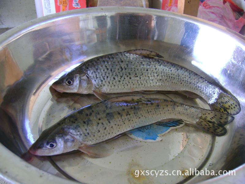 花骨鱼(鸡冠郎) 淡水养殖 淡水鱼