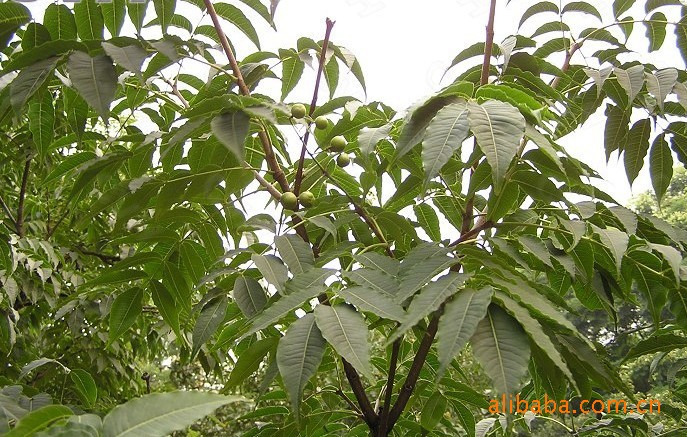 国家保护稀有中药树种黄柏树(黄菠萝树、黄檗