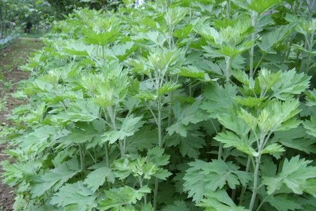 常年供应以<em>艾草</em>为主要原料的青麻糍、<em>艾草</em>茶叶