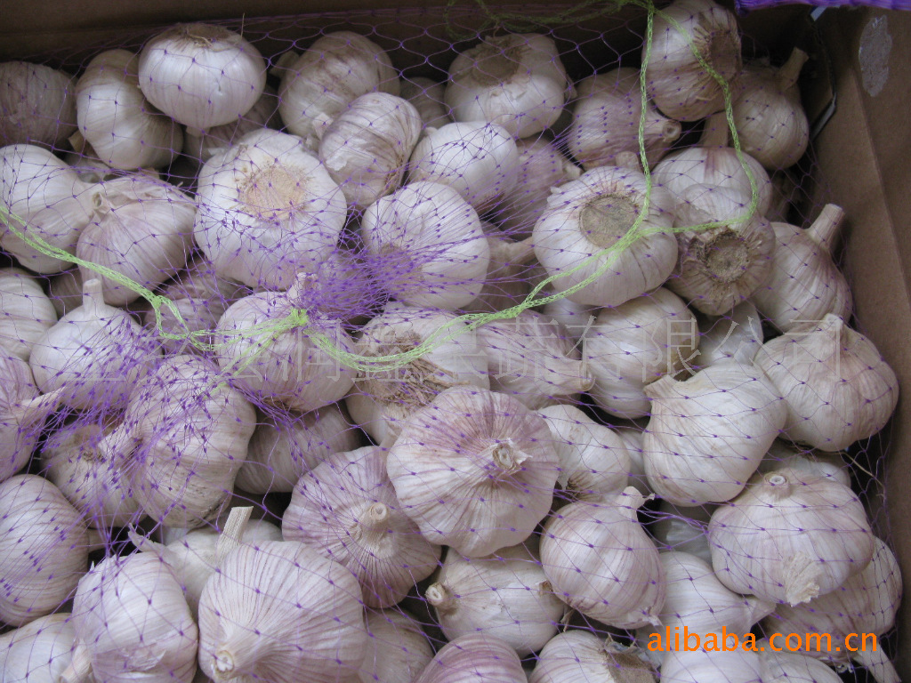 【金乡大蒜 保鲜大蒜】