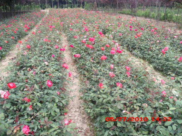西北苗木供应商【裕盛苗木花卉基地】