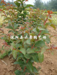 苏北园林  红花紫薇 