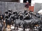 山東玉順牧業供應黑山羊  黑山羊價格 黑山羊養殖技術
