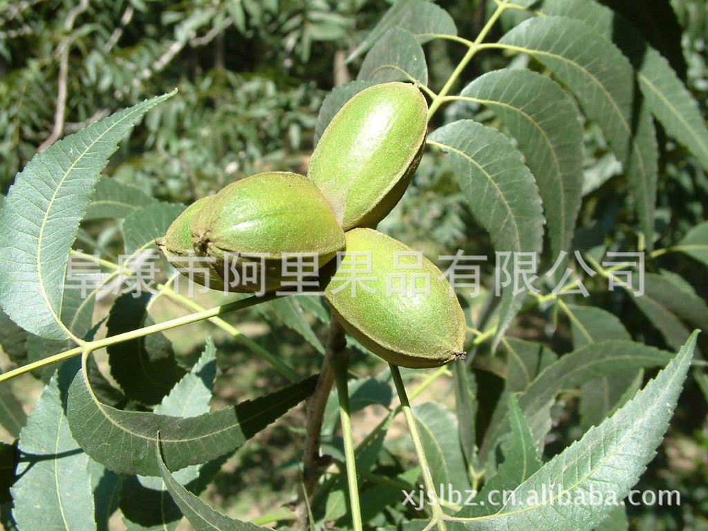 供应优质 新疆特产 干果. 炒货 山核桃 长寿果