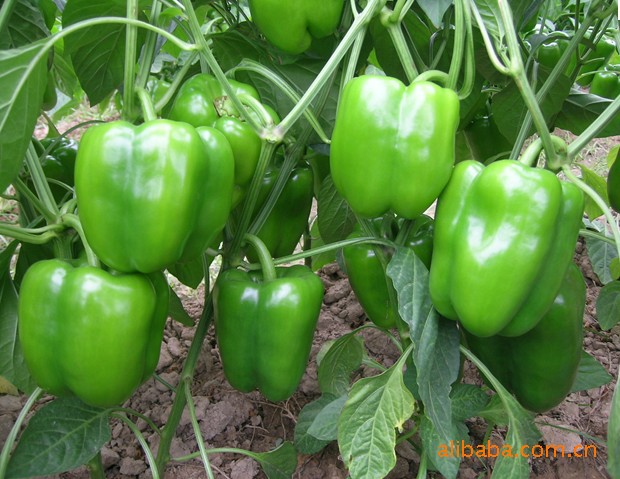 【各种有机蔬菜,瓜果类、根茎类,放心安全】