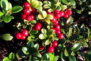 【野生有机蓝莓、红豆果干】