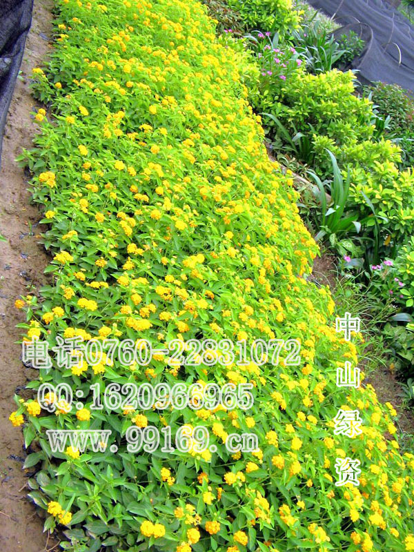 马缨丹(五色梅/臭草)常绿灌木地被植物 黄花 红花 马