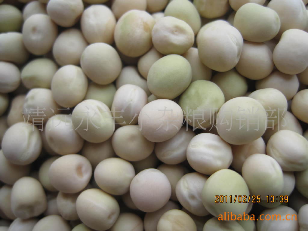 豌豆种子-豆类价格及生产销售厂家-靖远永丰小