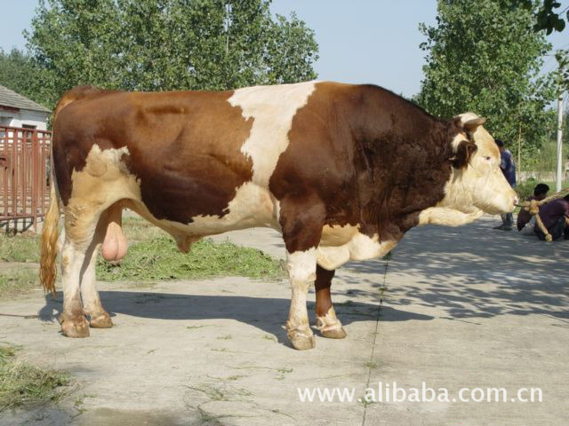 肉牛金正源养殖场 纯种肉牛出售 改良肉牛 肉牛西门塔尔牛供应