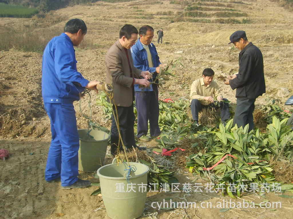 【大量供应优质枇杷苗 嫁接 低价位 高品质 水果