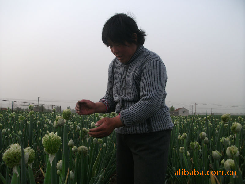 【章丘大葱兴盛牌大葱种,基地几十亩,】价格,厂