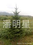张灯结彩过圣诞圣诞树你准备好了吗云杉1-7米纯植物圣诞树