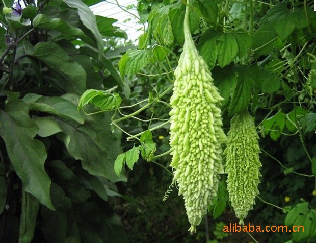 【各种有机蔬菜,瓜果类、根茎类,放心安全】