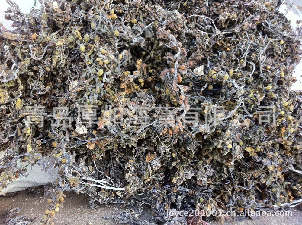 供应印尼进口干马尾藻,各种规格,价格合理.