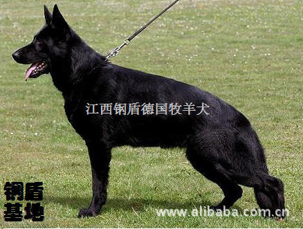 纯黑色德国牧羊犬 东德牧羊犬ddr 黑德牧 黑狼狗