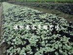 苏北园林 花叶活血丹 