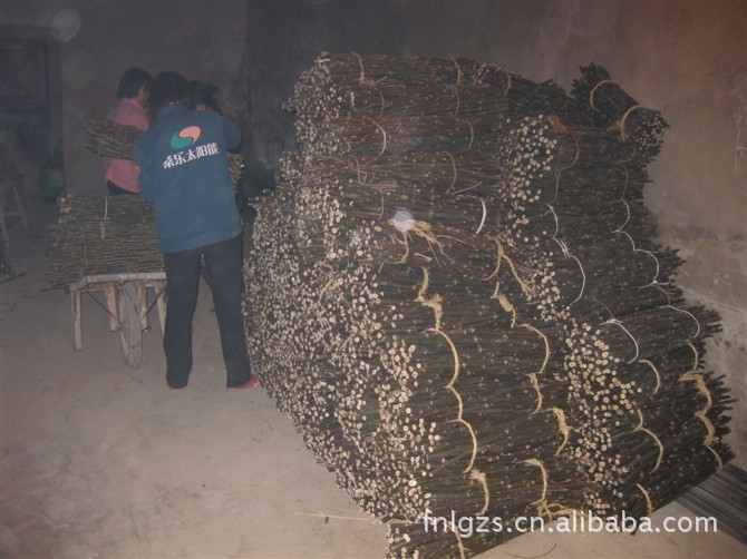 预订香玲核桃接穗到山东省果树研究所基地 图