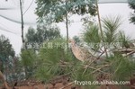 (低价)批发野鸡
