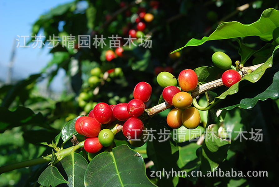 基地批发绿化苗木供应【咖啡种子】无患子、黑松、咖啡树种子批发