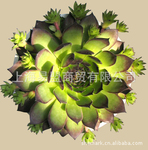 供应千手观音盆栽,多浆植物,微型盆栽,汽车盆栽,促销盆栽