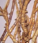 רҵ����ֱ����é����ȡ�Rhizome extract