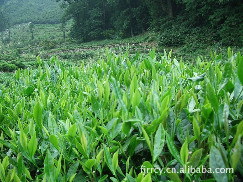 【厂家批发礼盒东坡红红茶-------政和功夫红茶】价格,厂家,图片,红茶,福建政和县润容茶业有限公司-马可波罗网