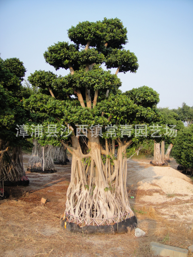 小叶榕桩头榕树盆景,造型行道绿化树,公园景观绿化风景树