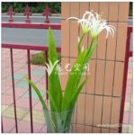 带叶蜘蛛兰 家具配饰 艺术插花花艺 高仿真塑料花