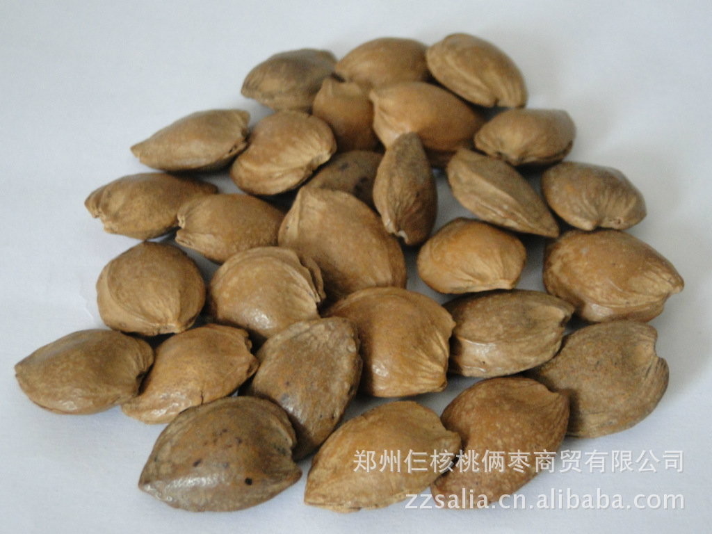 【批发供应 新疆特产 长寿果杏仁 干果类 绿色