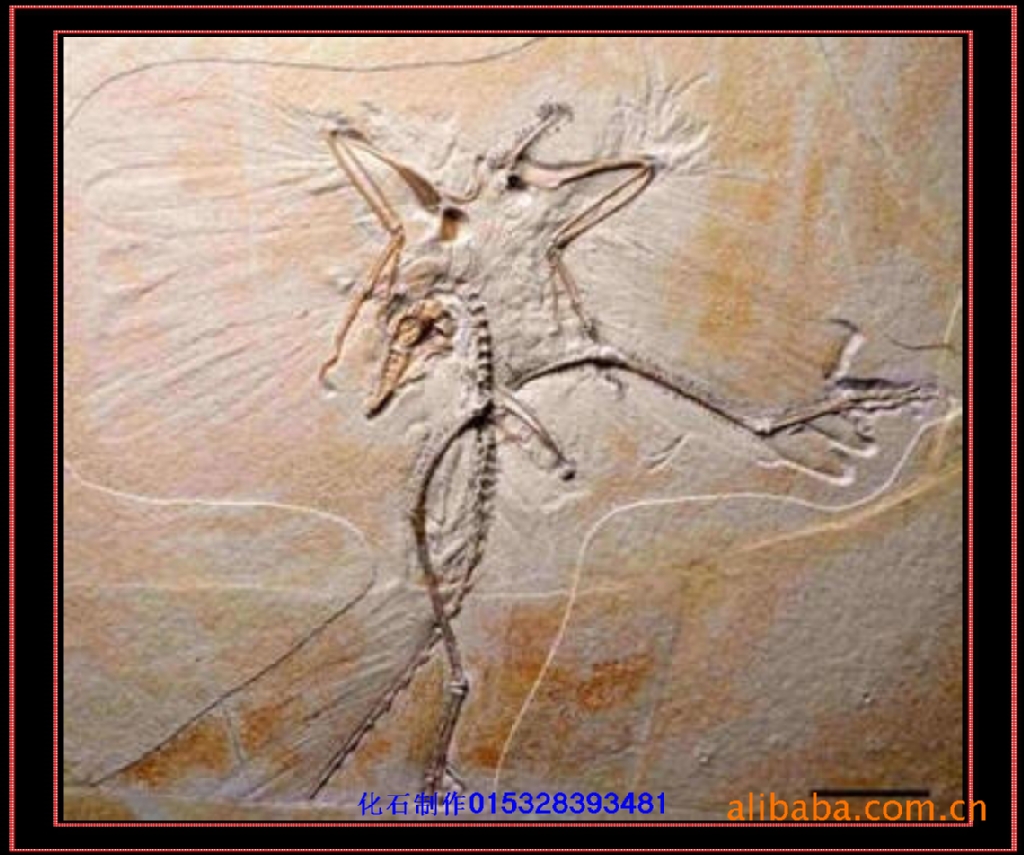 始祖鸟化石复制品、仿真始祖鸟化石模型、始祖