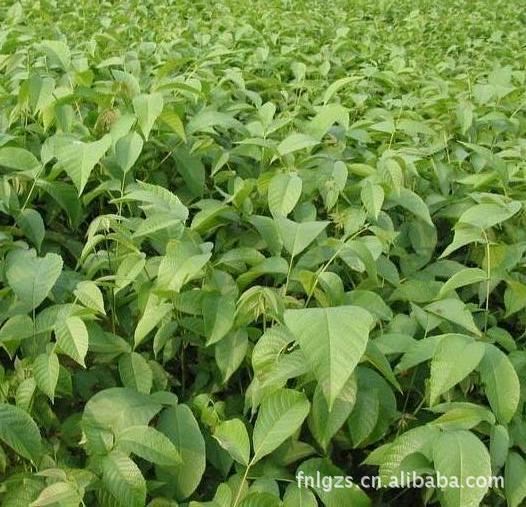 【山东省果树研究所核桃基地大量供应早实核桃