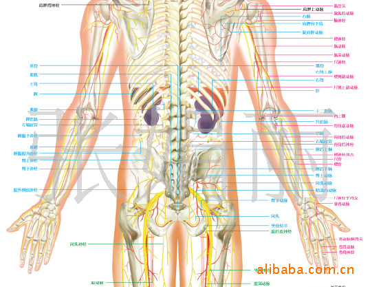 运动系统解剖,骨骼解剖,关节解剖人体骨骼血管解剖挂图(背面)