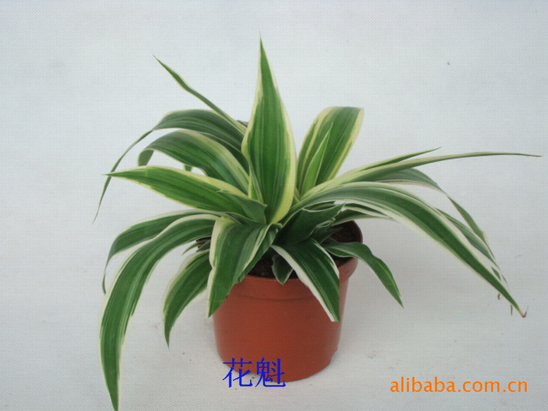 【宽叶吊兰A90上海花卉批发微型盆栽迷你植物