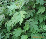 供应 艾叶 中药 精油