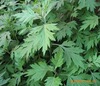 供应 艾叶 中药 精油