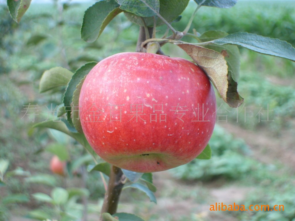 供应水果，水果苗木，苹果，蜜脆