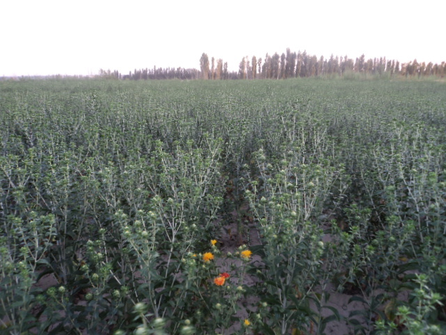 新疆红花与<em>藏红花的</em>区别-<em>图片照片</em> - 阿里巴巴