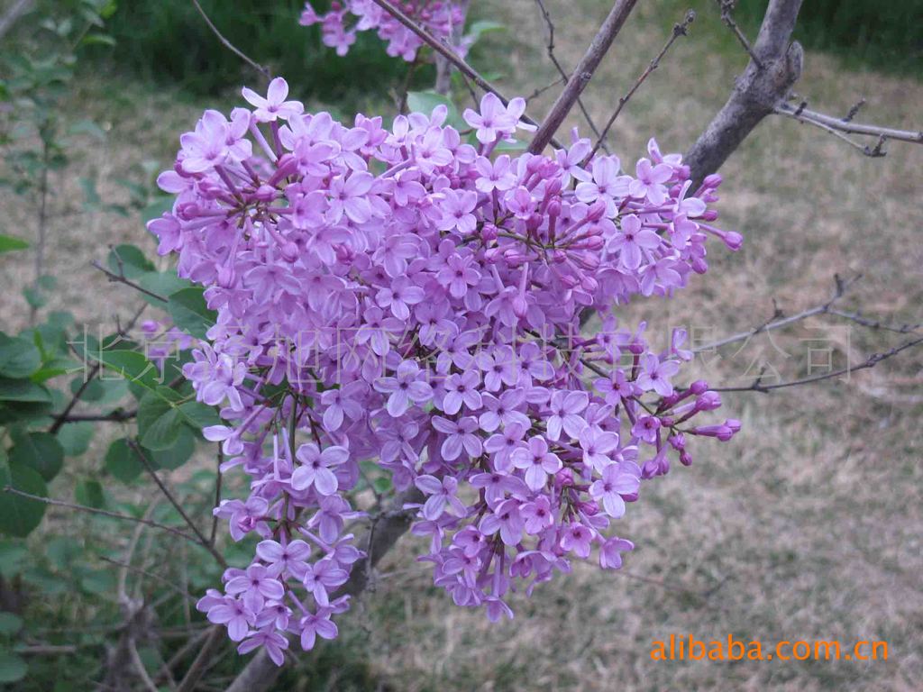 紫丁香 百结 情客 龙梢子 紫色白色-清香-花草树木-青州花卉园