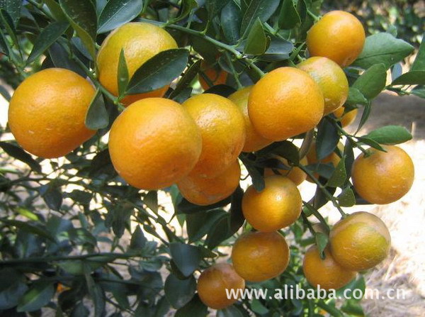 共青城华泰农业水果批发 优质金桔 金桔价格行