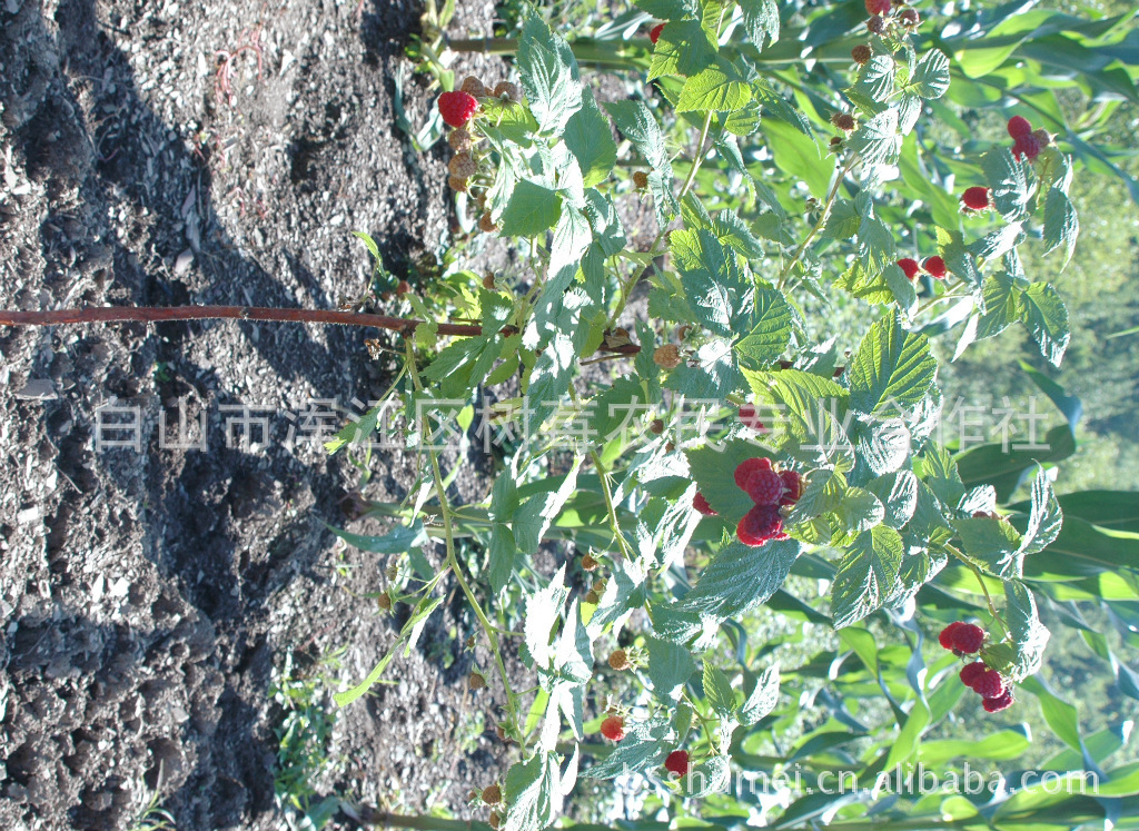 【双季树莓,中林18号红树莓苗】价格,厂家,图片
