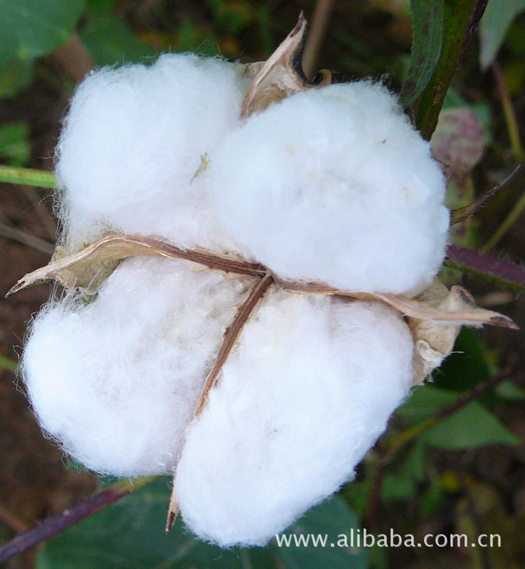 【优质籽棉皮棉,新棉预定,价格面议】